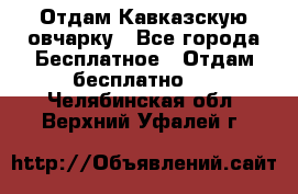 Отдам Кавказскую овчарку - Все города Бесплатное » Отдам бесплатно   . Челябинская обл.,Верхний Уфалей г.